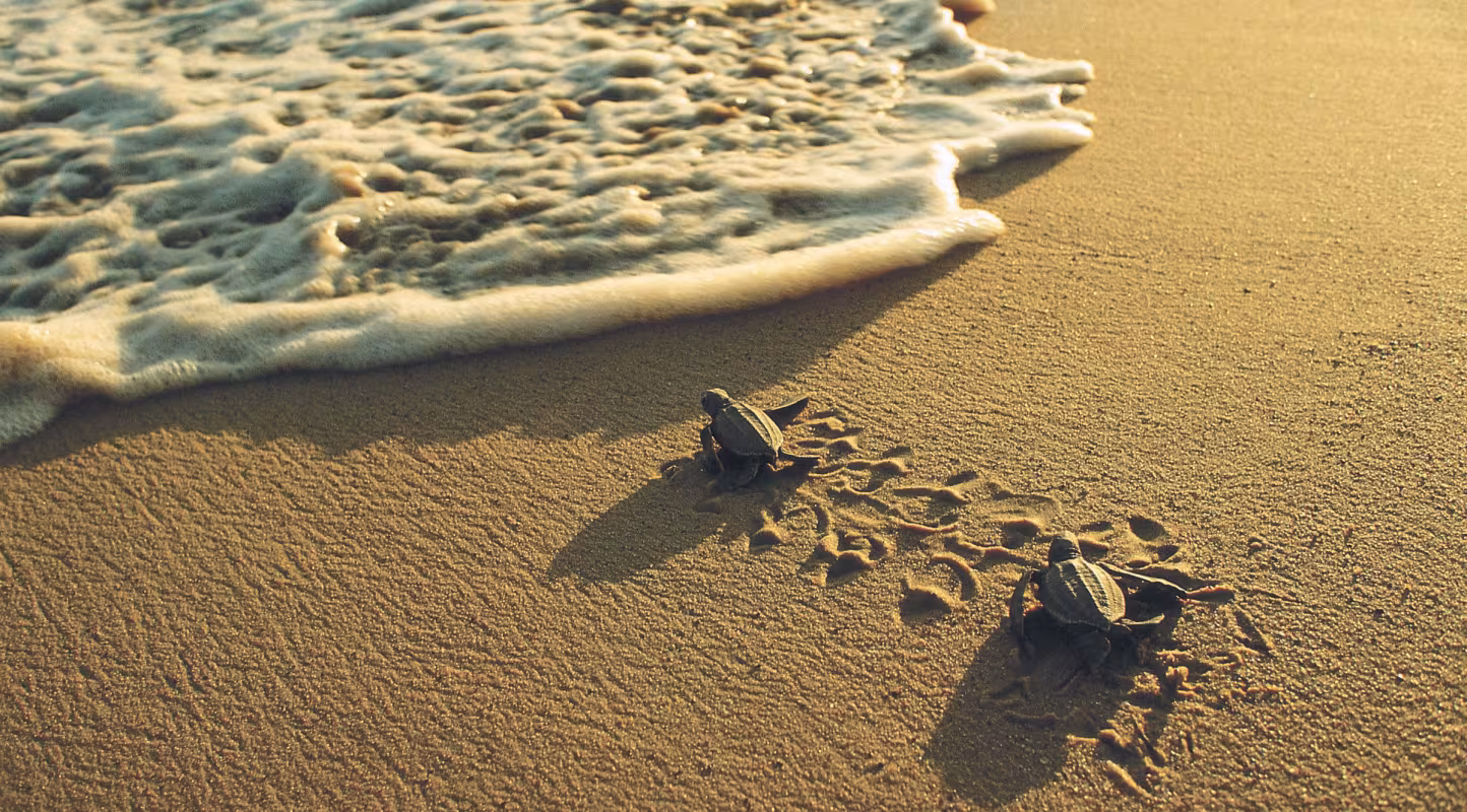 Jeunes tortues luth (Dermochelys coriacea) se précipitant vers la mer (Guyane)