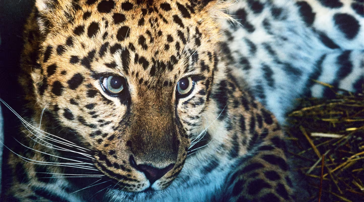 Portrait serré d'une panthère de l'amour