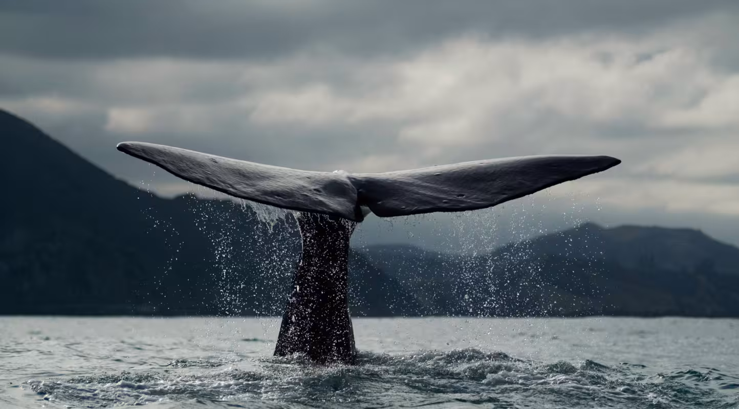 Baleine bleue (Balaenoptera musculus) en plongée au large de la Nouvelle-Zélande