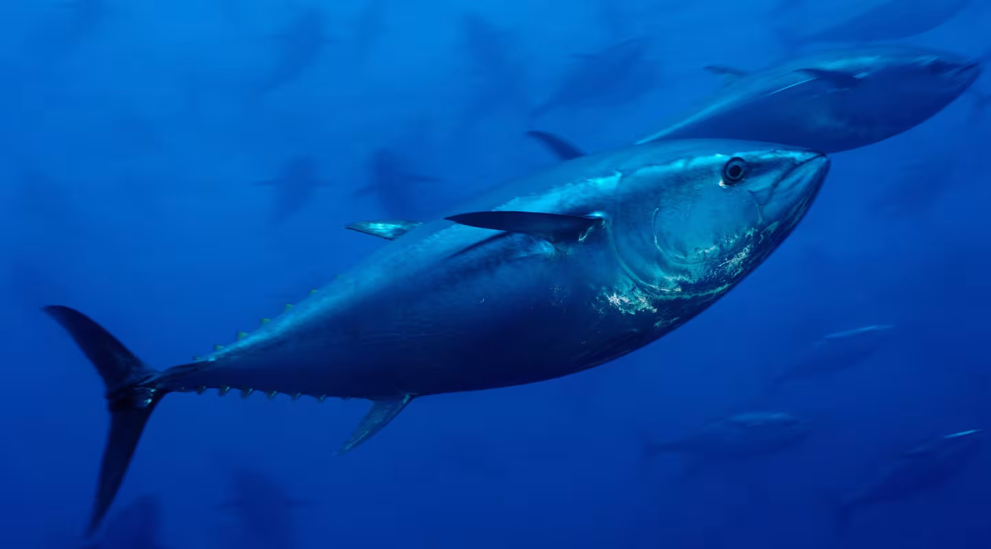 Thon rouge de l'Atlantique (Thunnus thynnus) au large de Malte