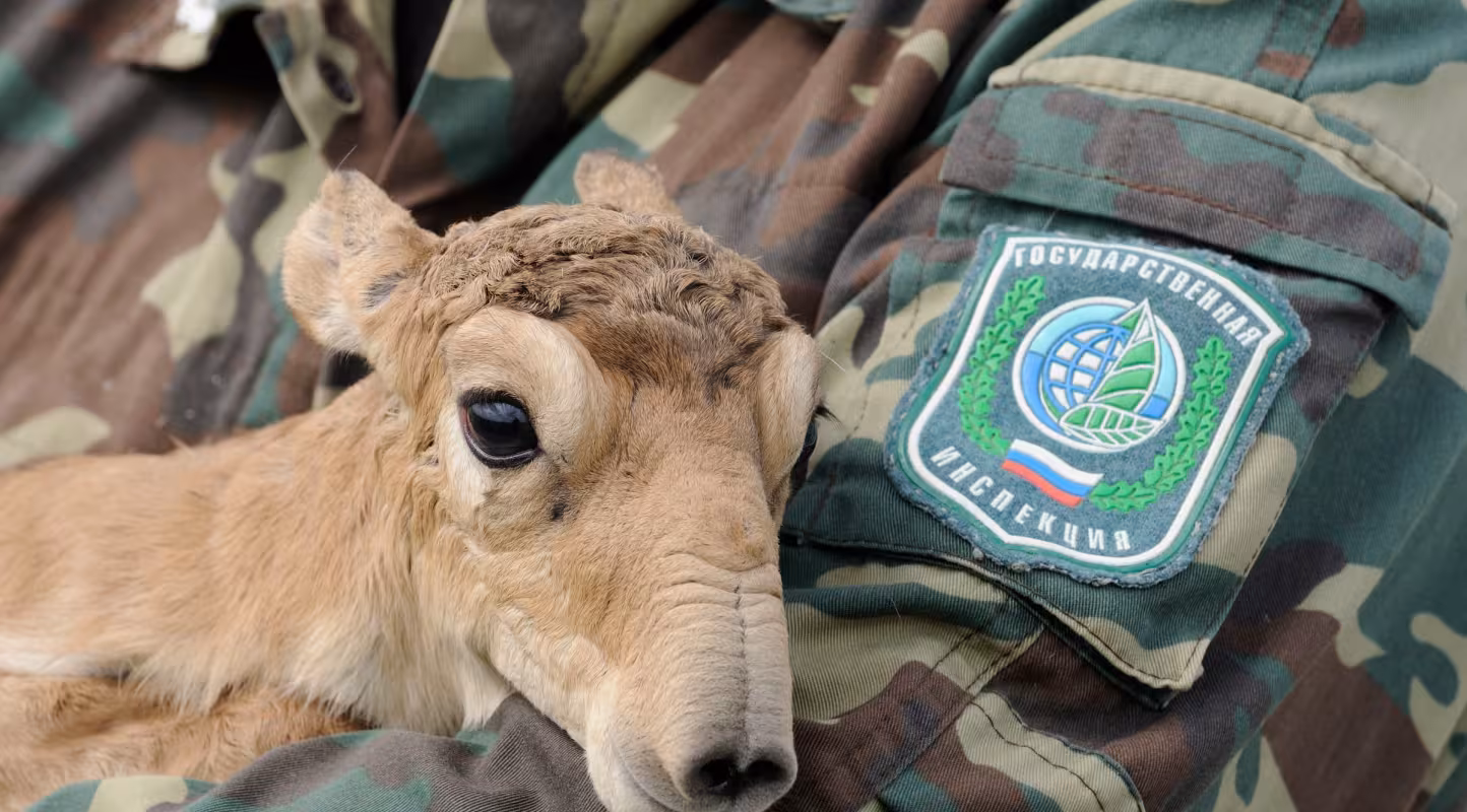 Une jeune antilope saïga dans les bras d'un employé de la réserve naturelle de Cherniye Zemii (République de Kalmoukie)