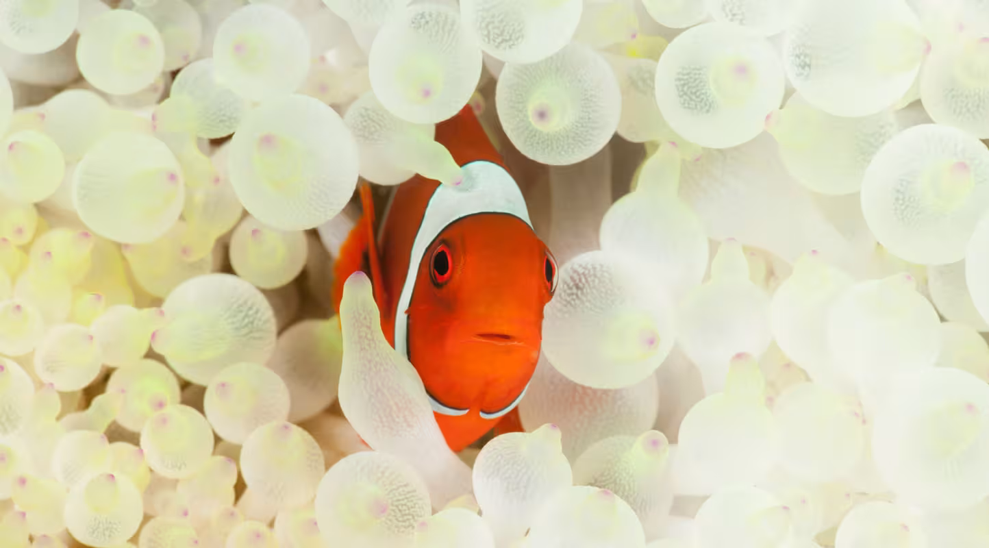 Poisson clown (Premnas biaculeatus) dans une anémone blanchie  Kimbe Bay, New Britain de l'Ouest, Papouasie-Nouvelle-Guinée