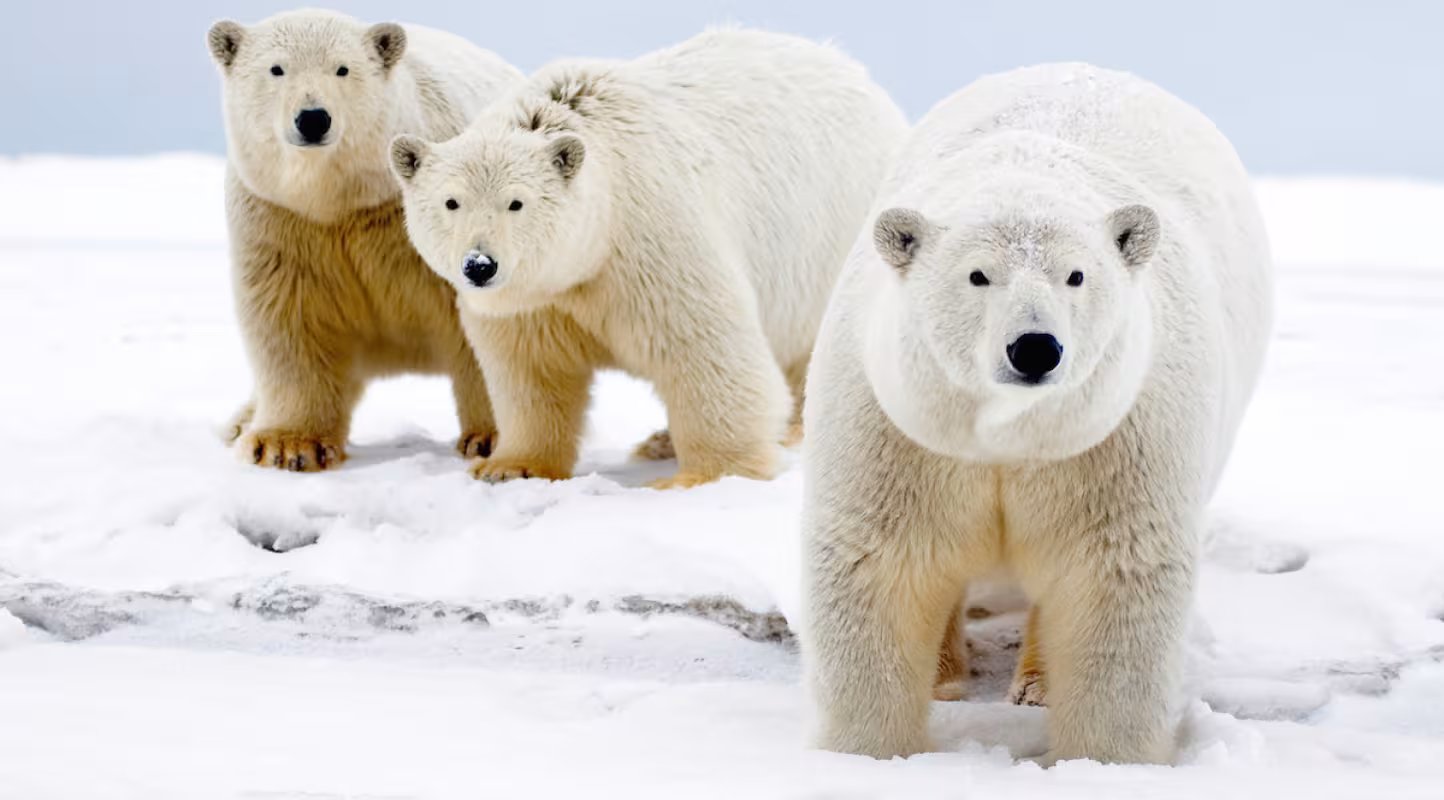 Ours polaires (Ursus maritimus) dans le refuge faunique national Arctic, Île Barter, Alaska (Etats-Unis)
