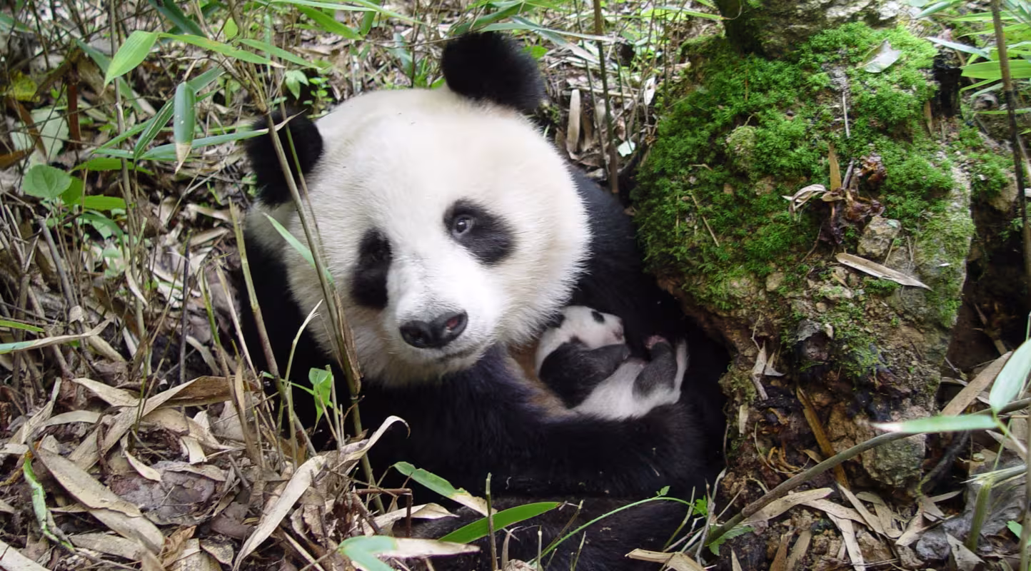 Femelle panda géant et son jeune bébé en Chine