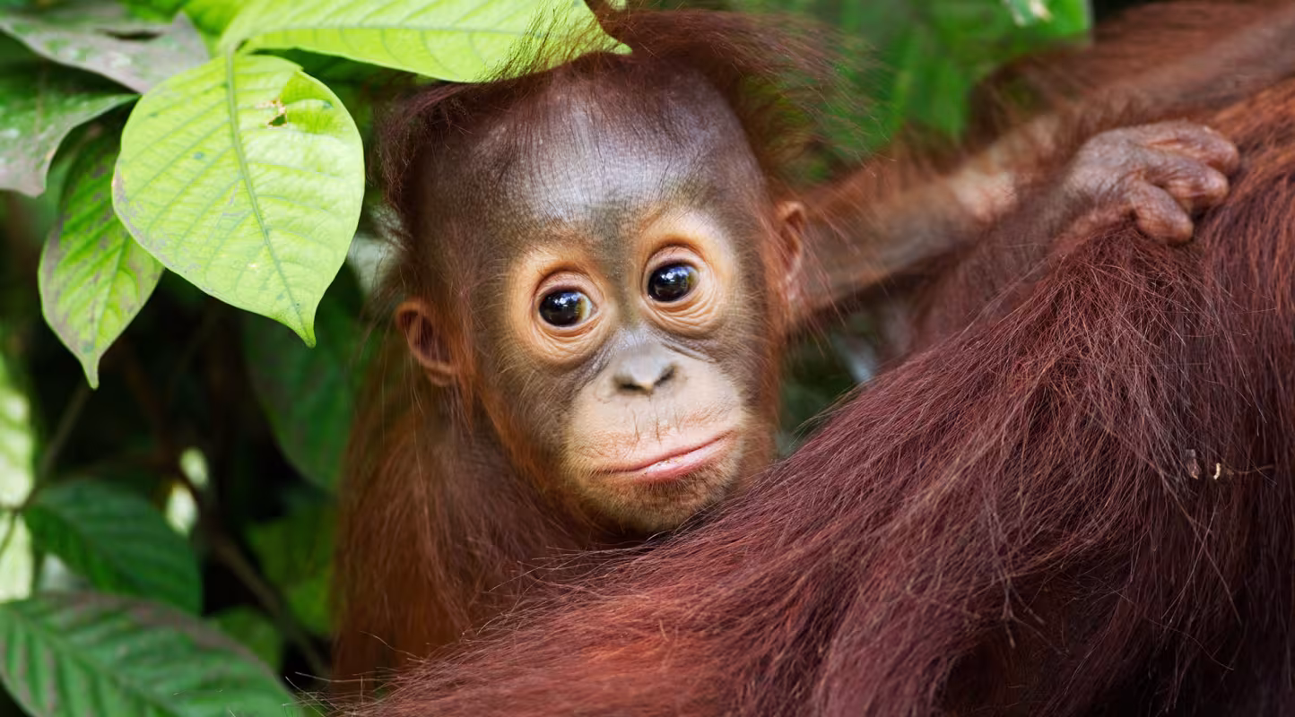 Orang-outan de Bornéo (Pongo pygmaeus wurmbii) , Parc national de Tanjung Puting, Kalimantan, Borneo (Indonesie)