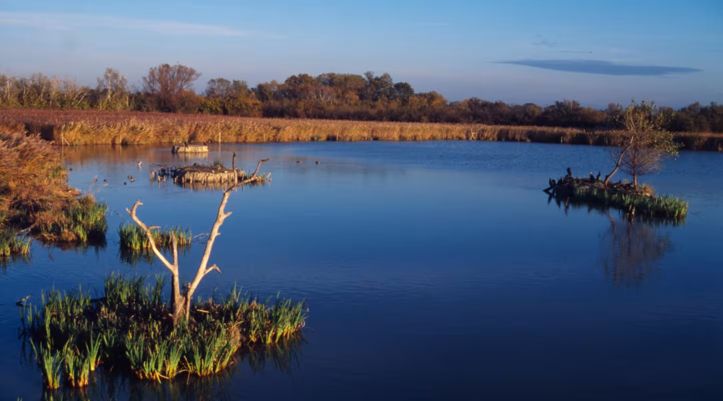 Marais du Parc naturel régional de Camargue