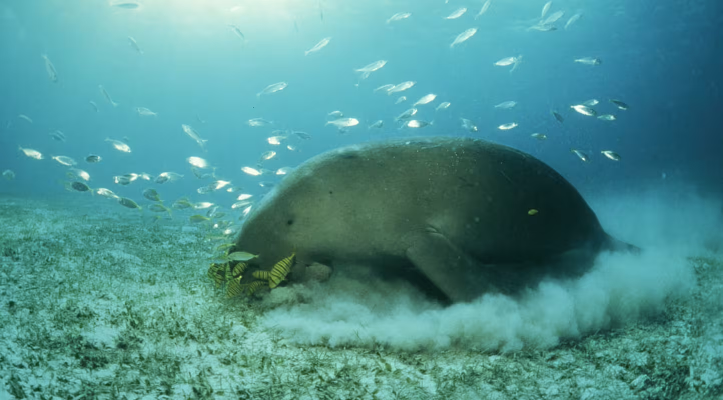 Dugong dans les eaux des Philippines