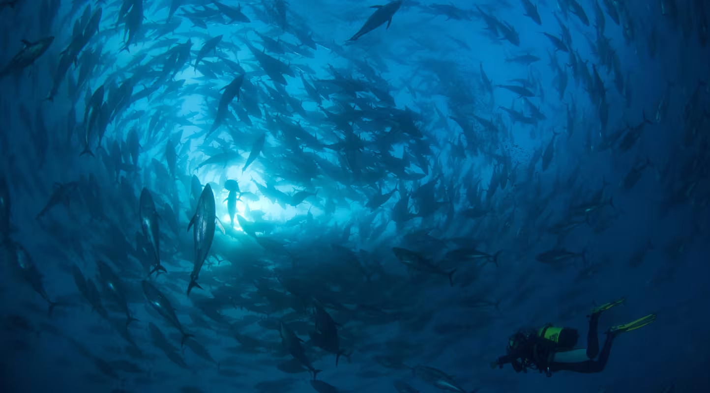 Thon rouge de Méditerranée  (Thunnus thynnus). Murcia, Espagne