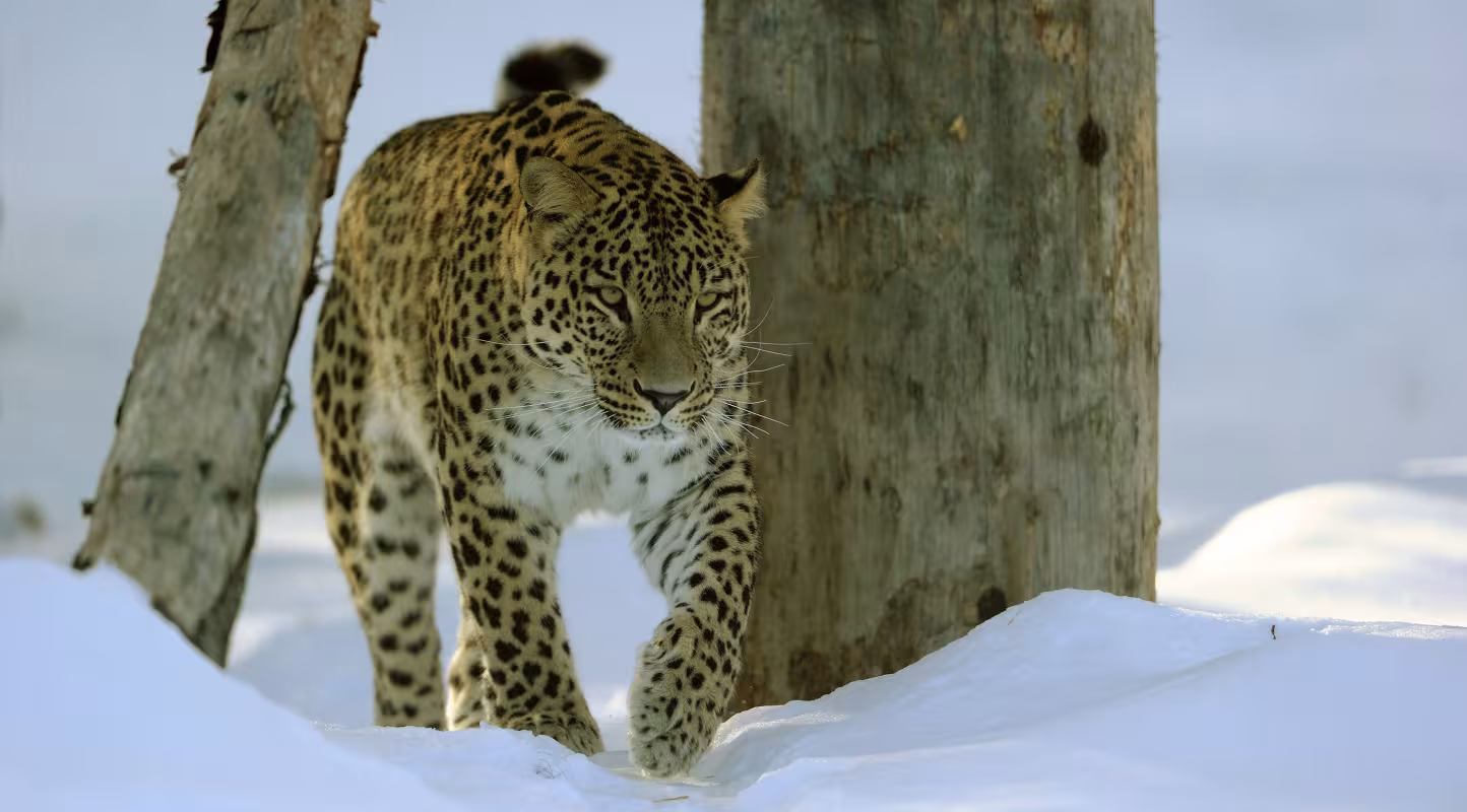 Panthère de Perse (Panthera pardus saxicolor) dans la neige 