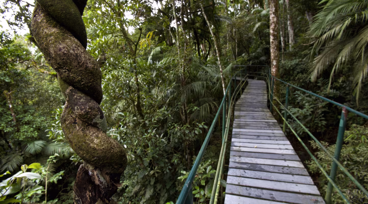 Passerelle dans le parc national de Serra dos Orgaos (Brésil)