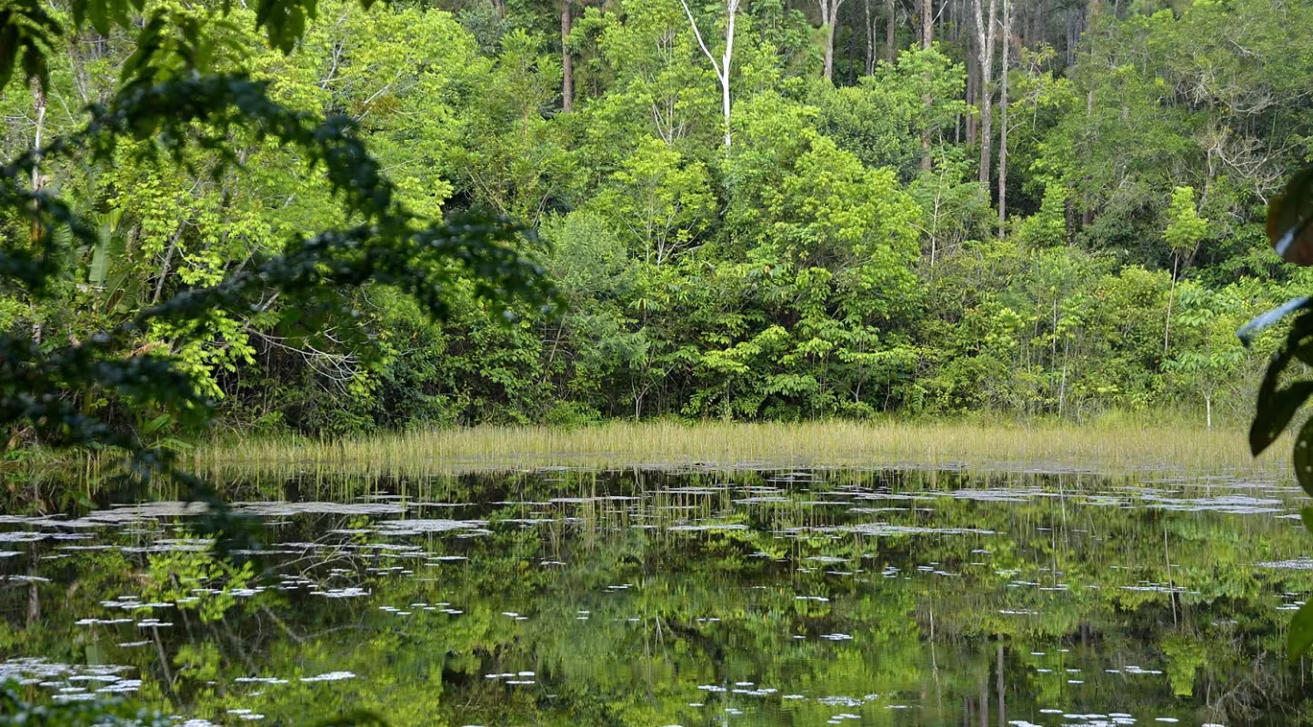 Etang dans la forêt des malgaches (Guyane Française)
