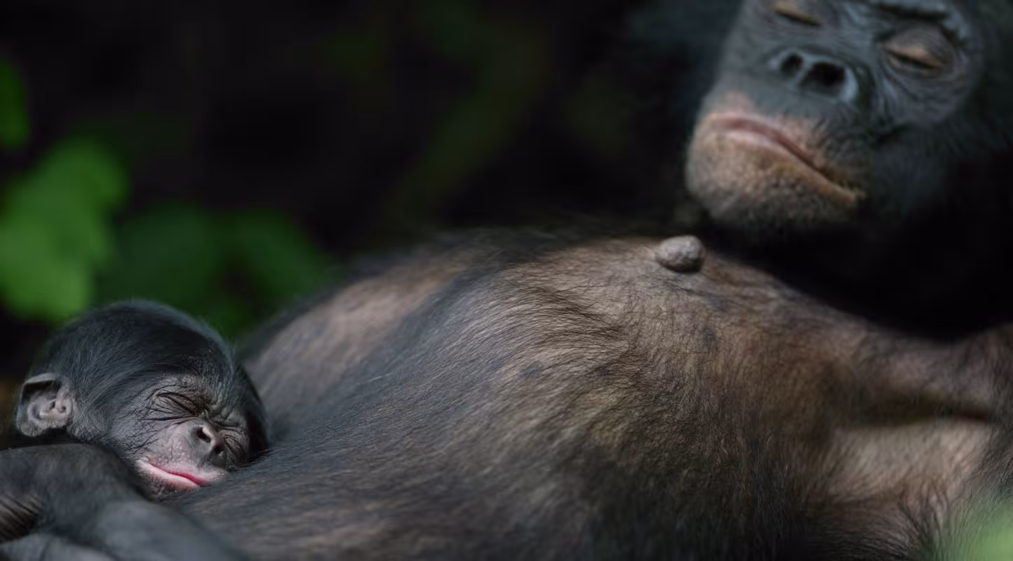 Femelle bonobo et nouveau-né de 5 jours Orphelins bonobos Sanctuaire des bonobos  République Démocratique du Congo