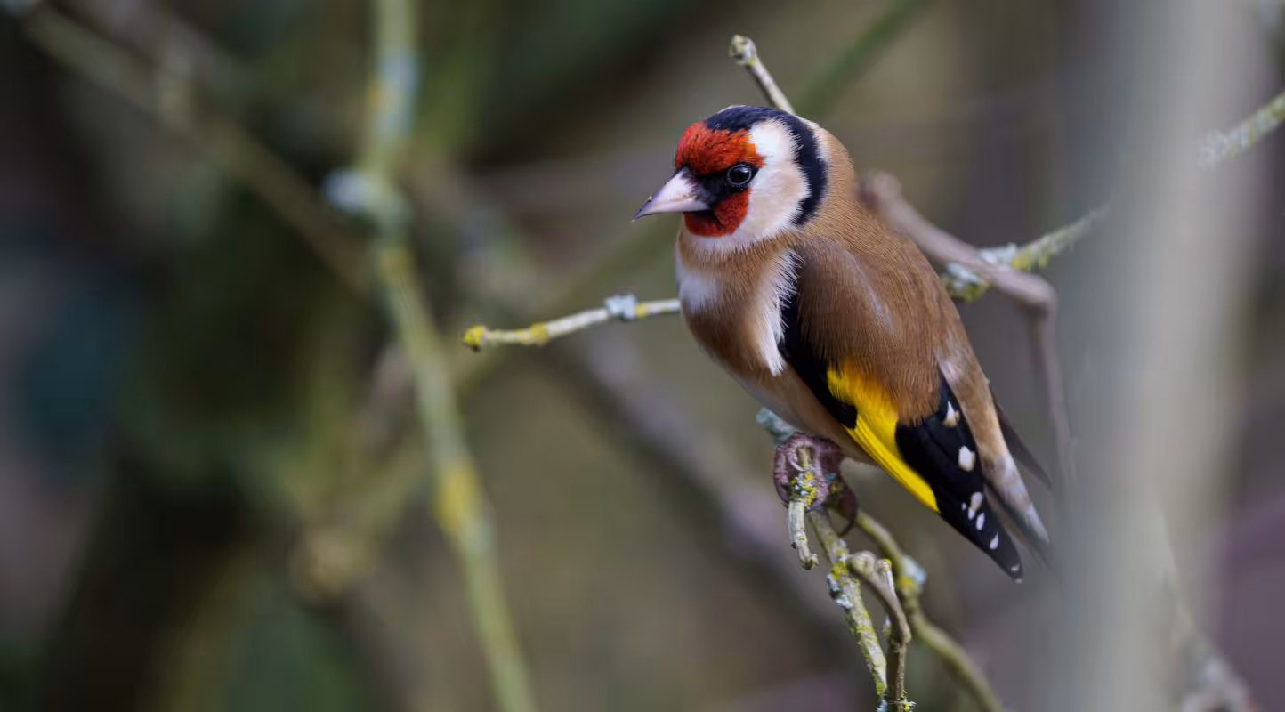 Chardonneret élégant (Carduelis carduelis)