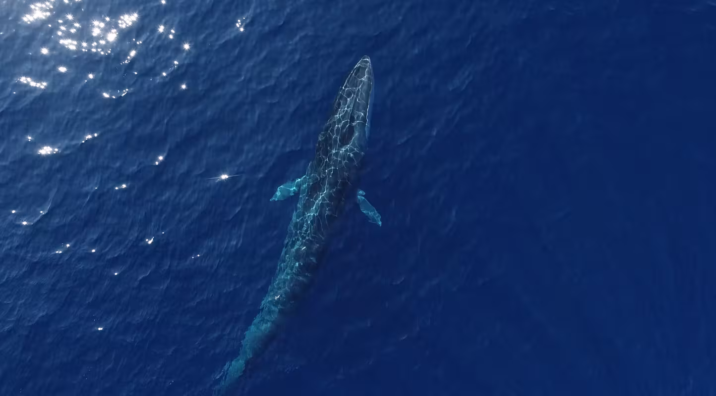 Vue aérienne d'un rorqual (Balaenoptera physalus) commun dans le Sanctuaire Pelagos, Méditerranée.