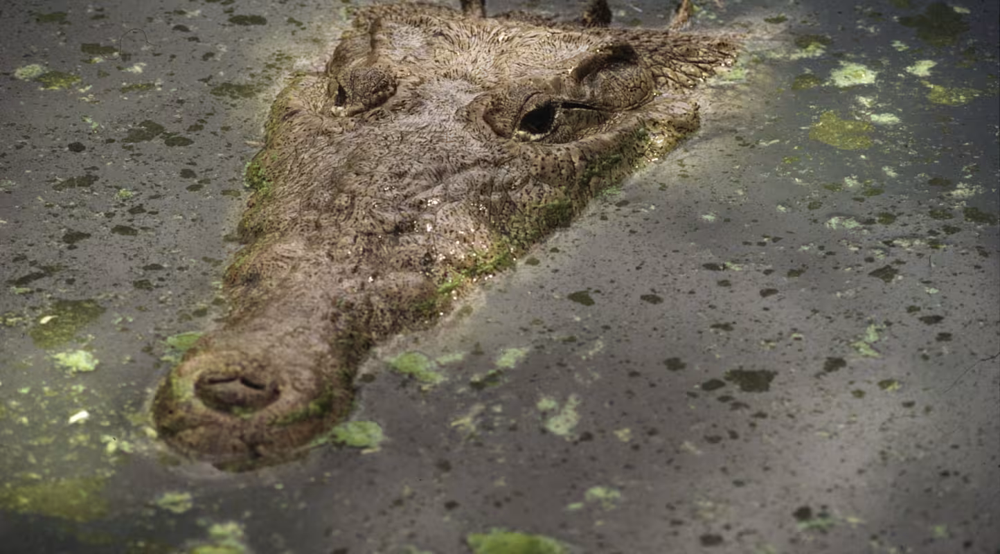 Crocodile américain (Crocodylus acutus) adulte dans un étang. 