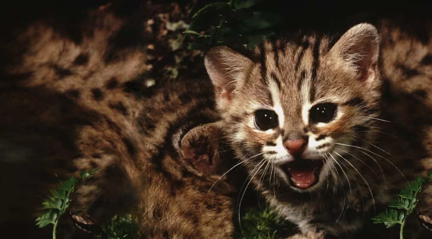 Chat-léopard (Prionailurus bengalensis)