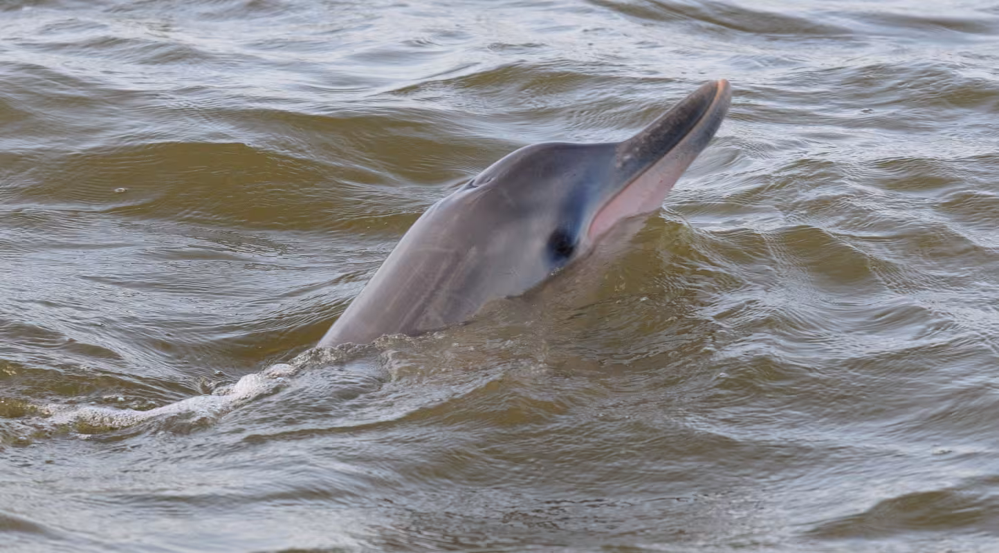 Dauphin de Guyane (Sotalia guianensis) observé par l'équipe du WWF Guyane (Guyane Française)
