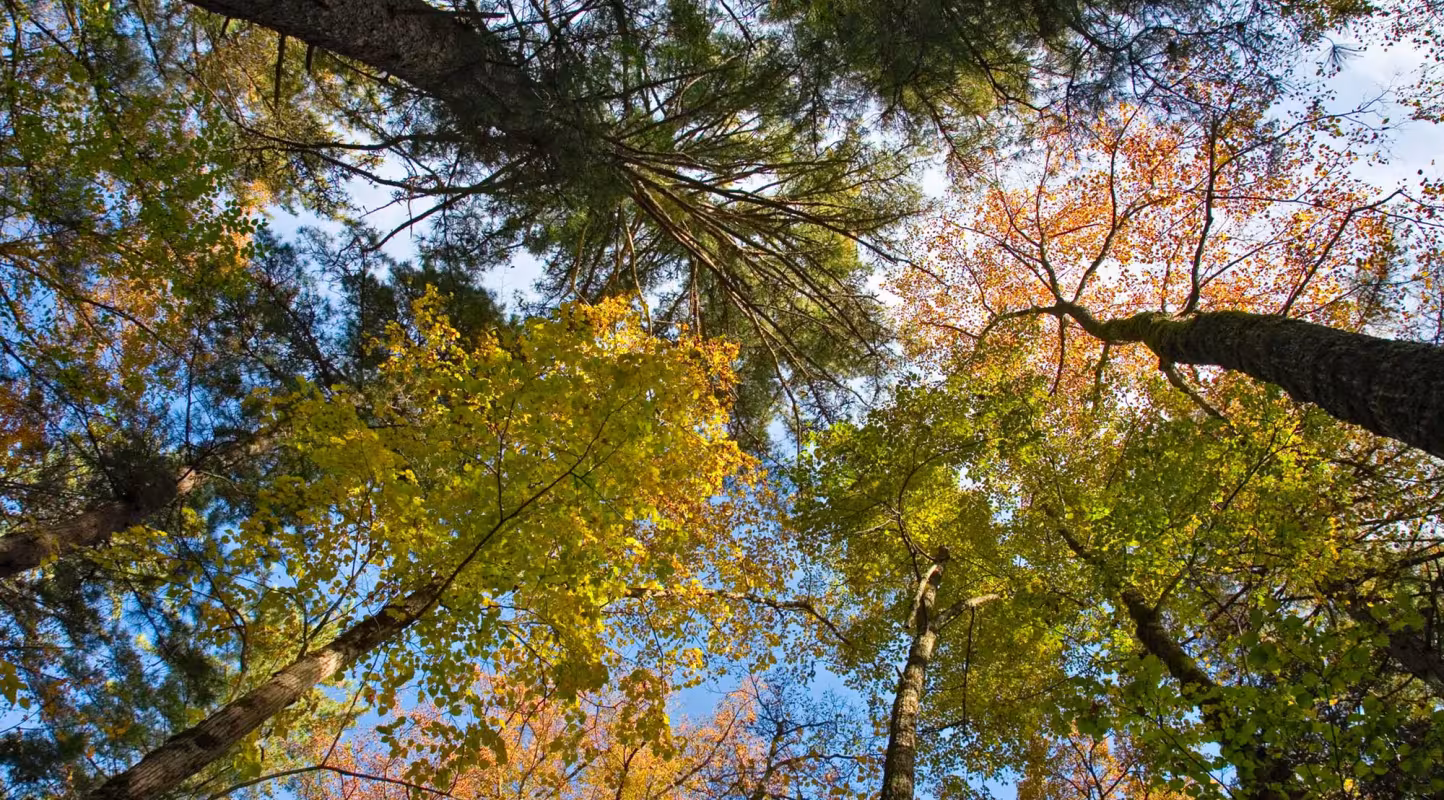 Forêt couleurs vives