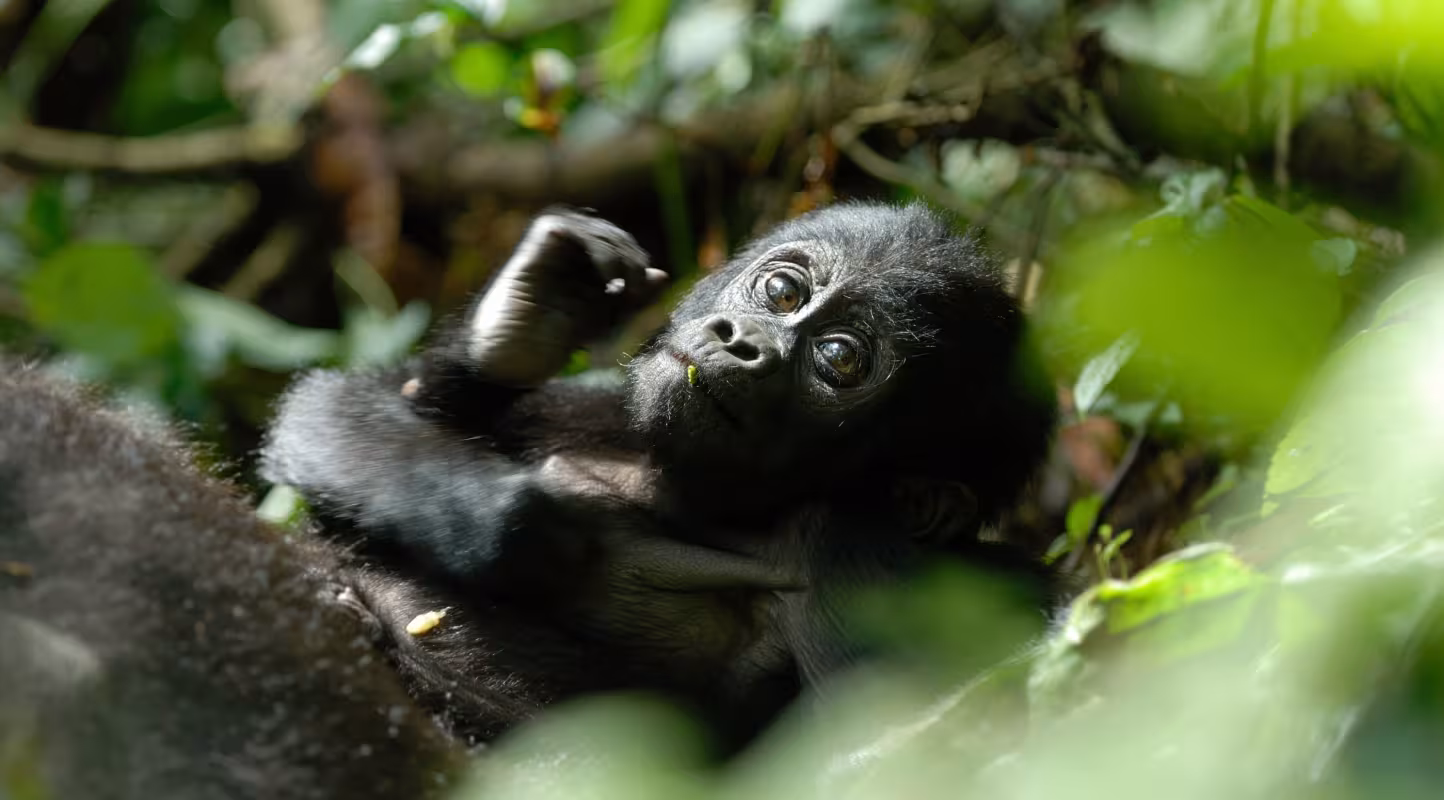 Gorille de montagne jeune (Gorilla gorilla beringei)