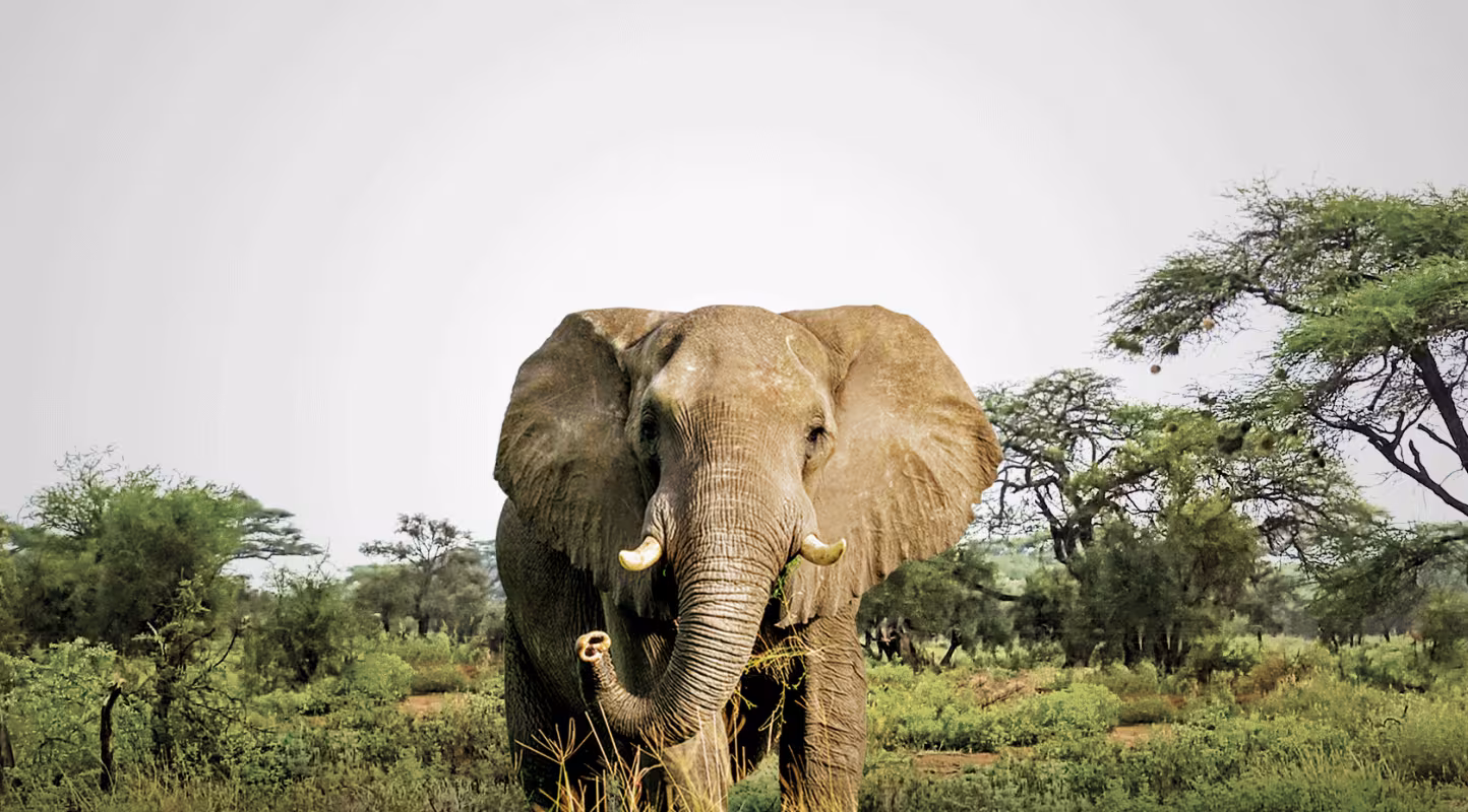 Éléphant d'Afrique (Loxodanta Africana)