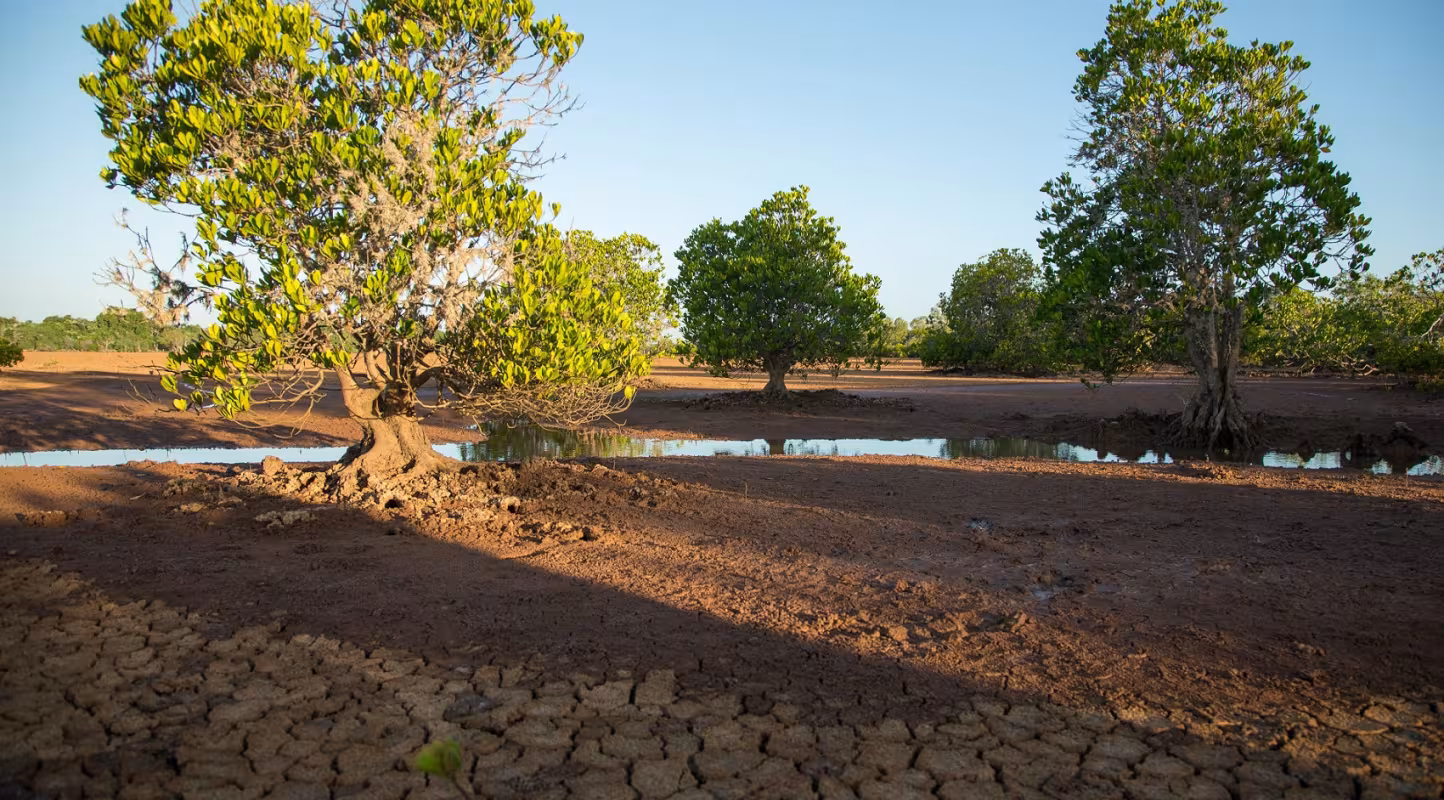 Site de restauration Benjavilo de la mangrove de Madagascar