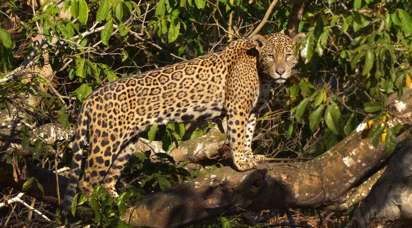 Jaguar (Panthera onca) sur un arbre dans la région du Pantanal (Brésil)