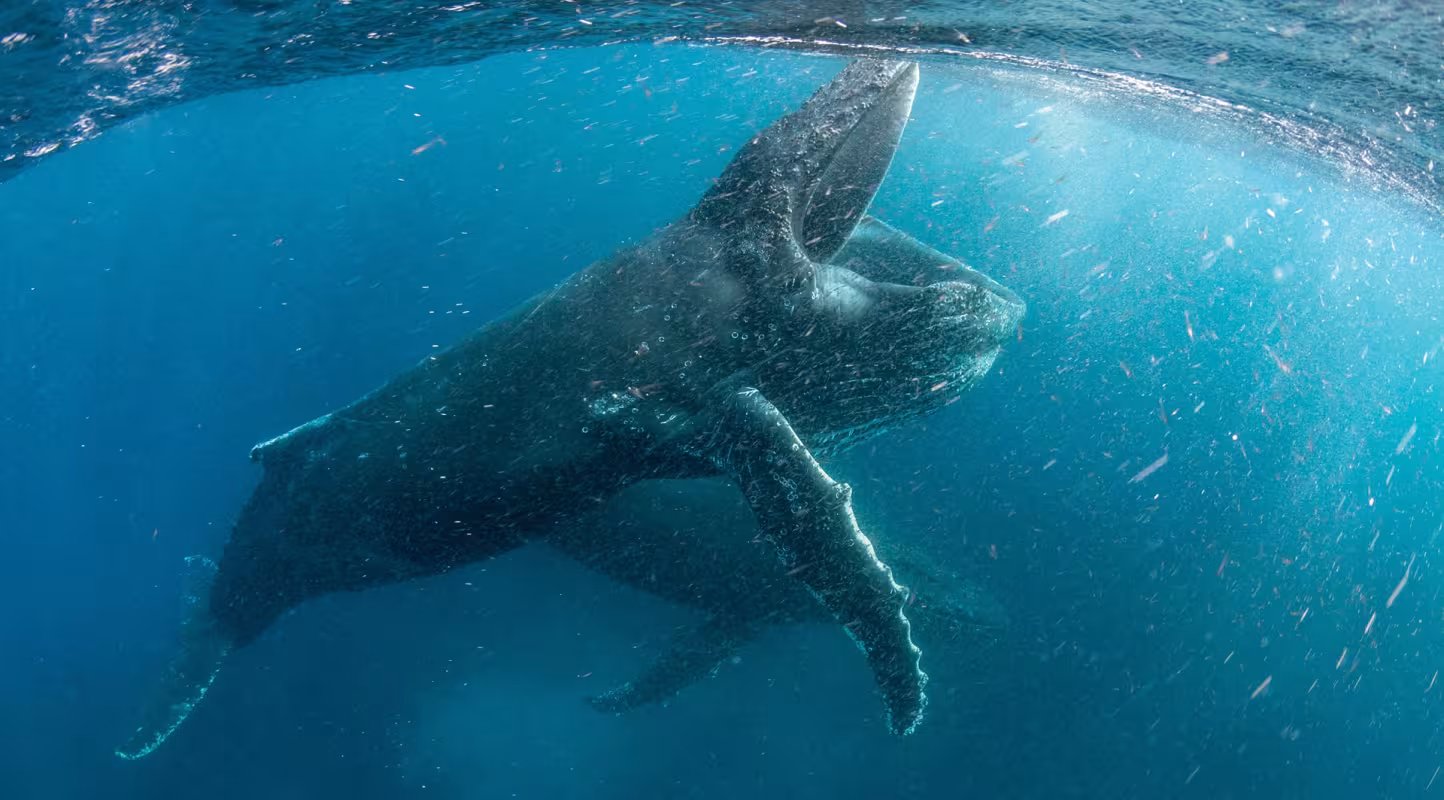 Une baleine à bosse (Megaptera novaeangliae) se nourrit dans les eaux proches de Cape Town, Afrique du Sud.