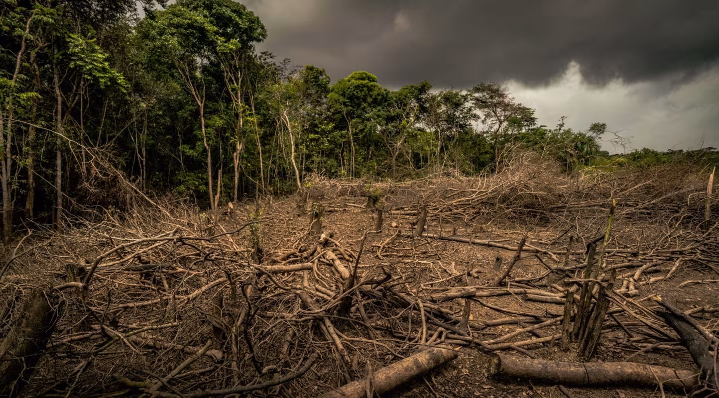 La forêt amazonienne déforestée en Colombie.