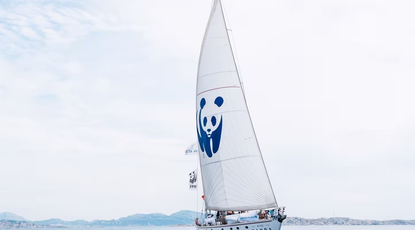 Blue Panda en mer Méditerranée