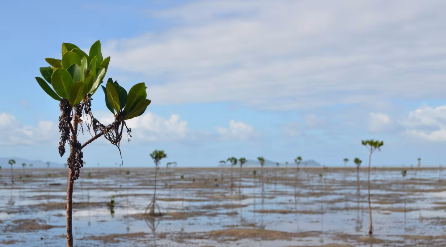 Mangroves récemment plantées entre Viti Levu, près de Pacific Harbour, et Serua Island (Fidji)
