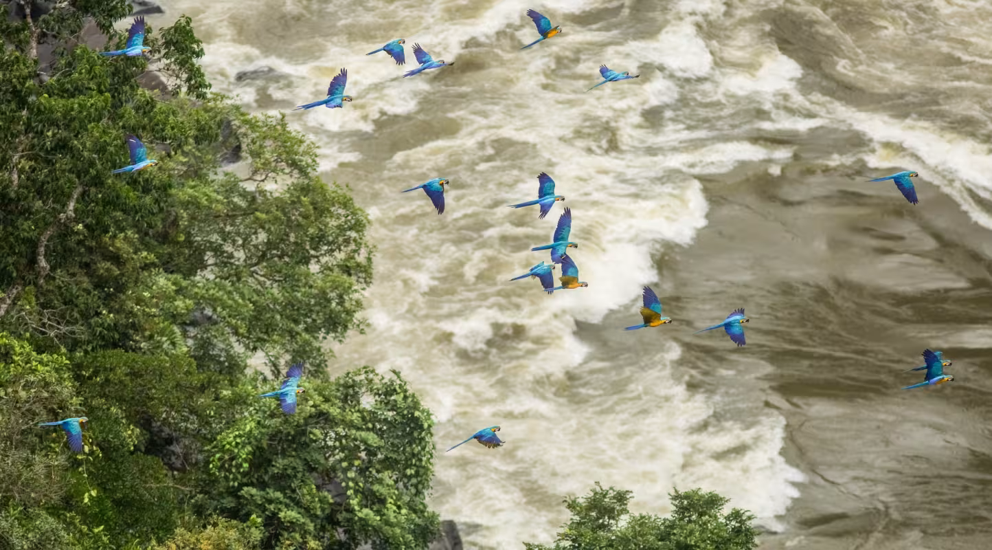 Des oiseaux volant au-dessus d'une rivière colombienne