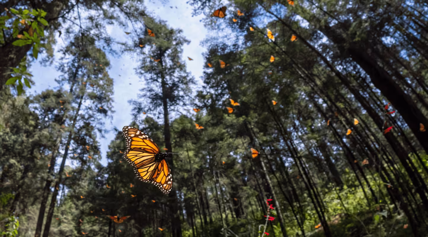 Les papillons monarques (Danaus plexippus) descendent les marches du sanctuaire des papillons monarques El Rosario, Michoacán, Mexique.