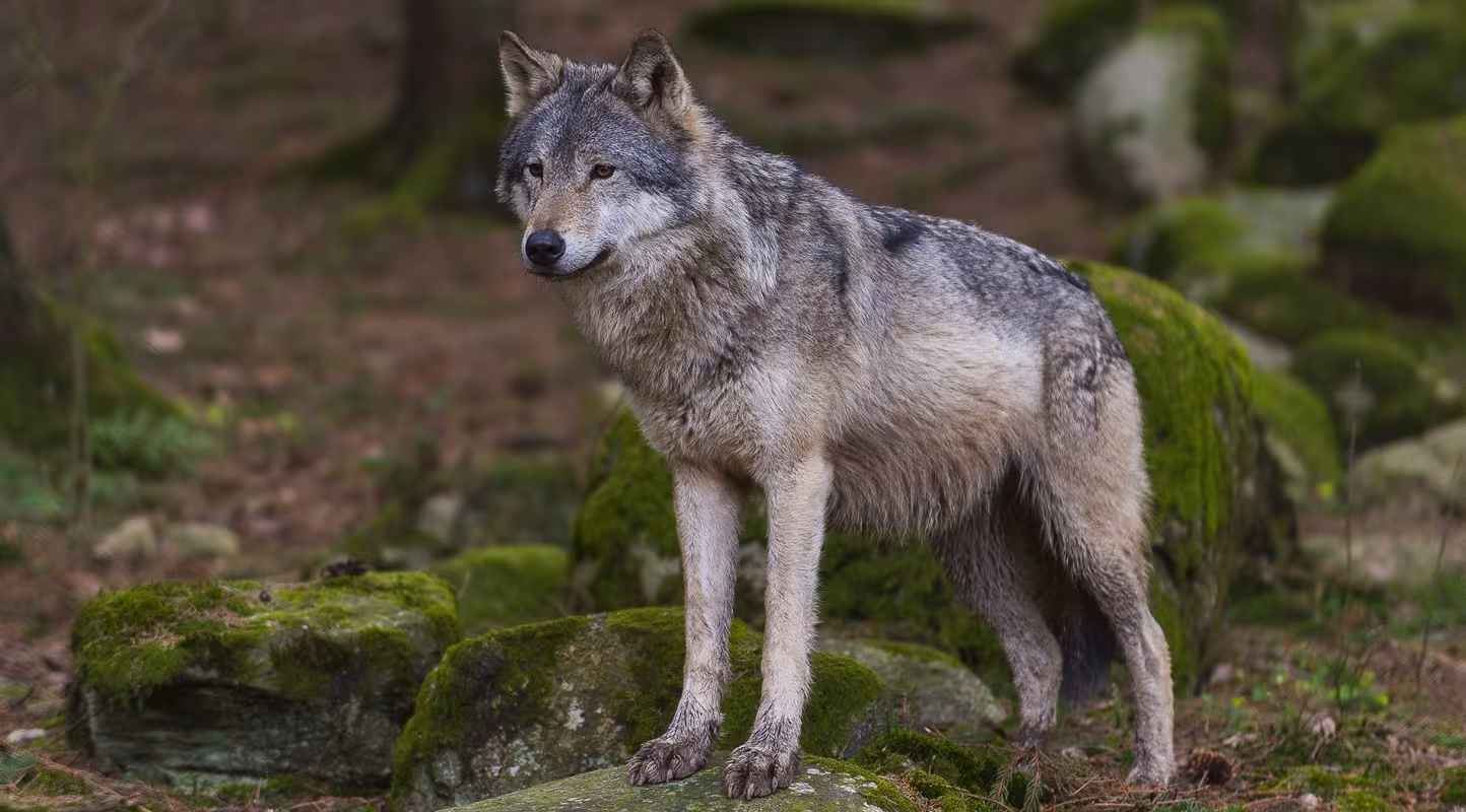 Canis lupus
