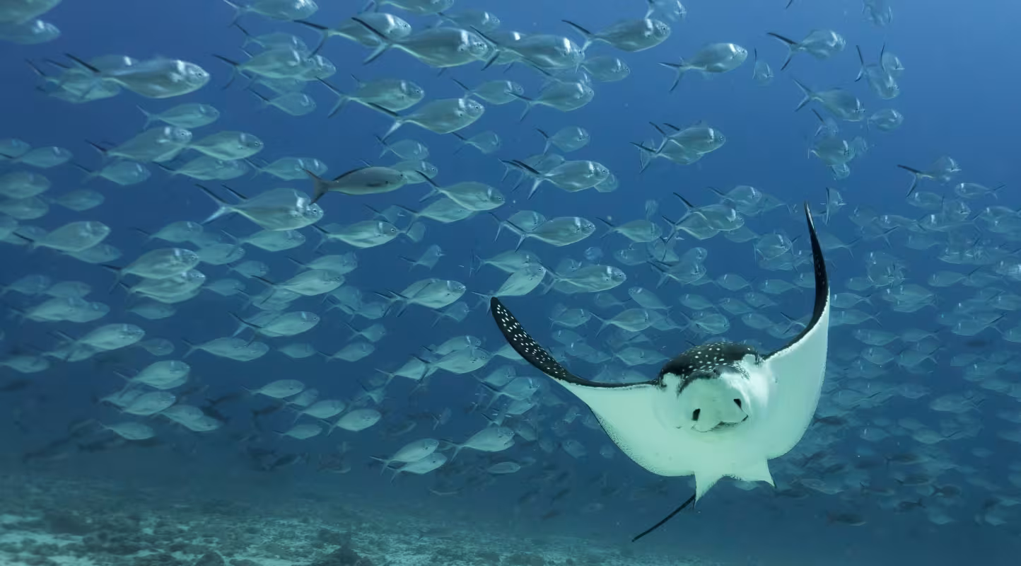 Raie léopard (Aetobatus narinari), Îles Galápagos (Equateur)