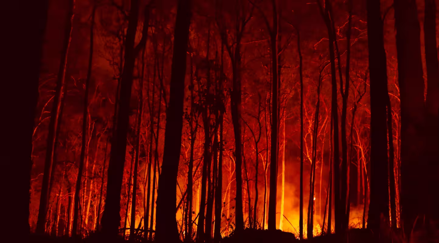 Feux de forêt à Bowraville en novembre 2019, Nouvelle-Galles du Sud, Australie.