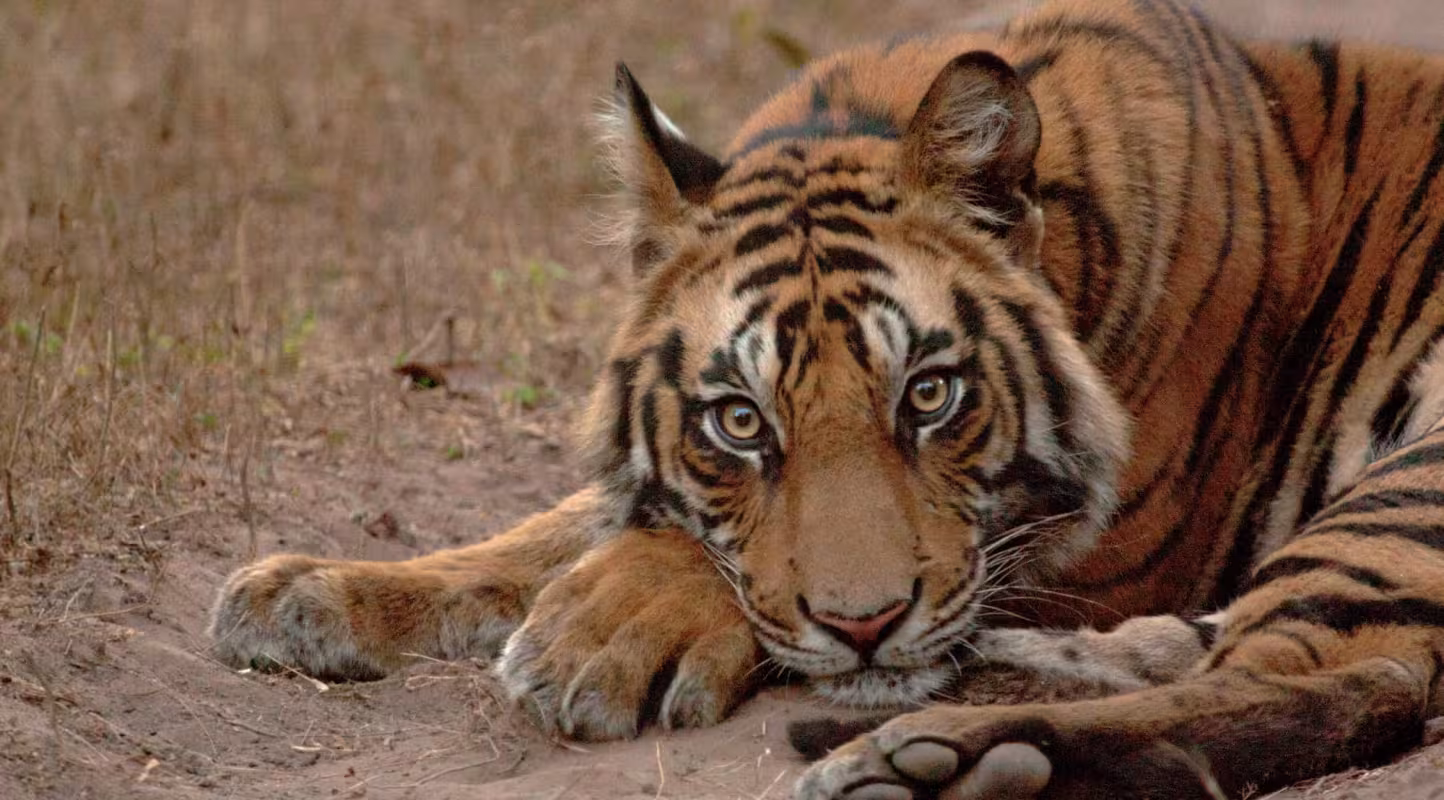 Tigre (Panthera tigris) se reposant dans la réserve de tigres de Bandhavgarh dans le parc national de Bandhavgarh en Inde.