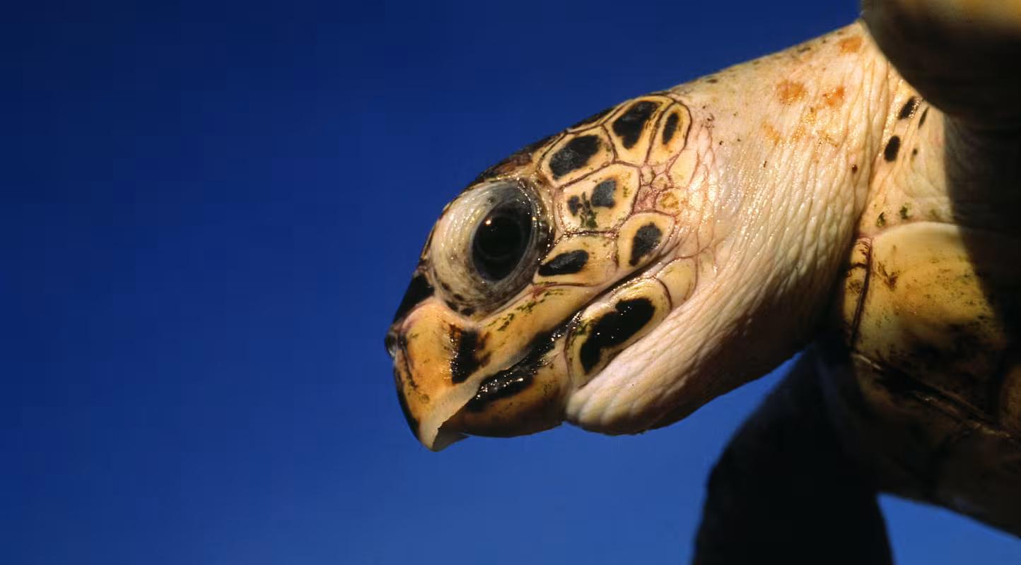 Tortue imbriquée (Eretmochelys imbricata) 