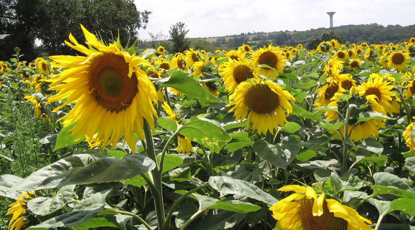 Champ de tournesols.