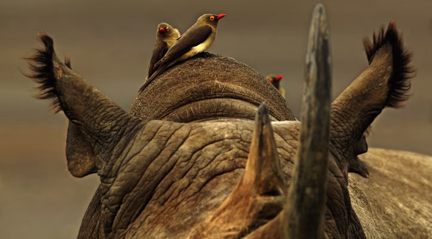Rhinocéros noir (Diceros bicornis) et Piquebœuf à bec rouge (Buphagus erythrorhynchus), Parc national du lac Nakuru (Kenya)