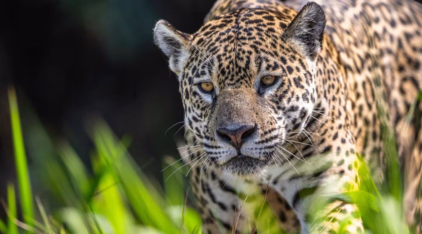 jaguar
