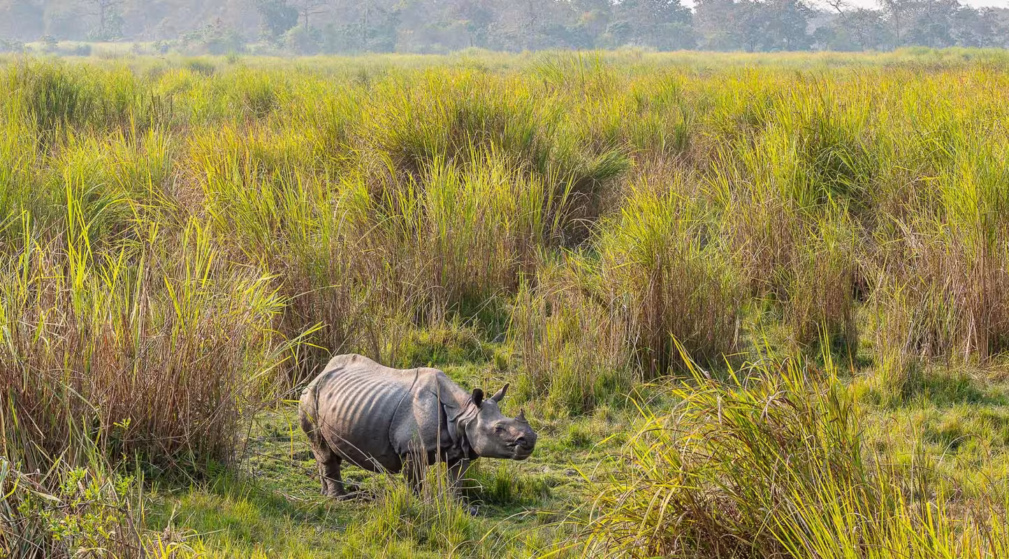 Rhinocéros à une corne en Inde