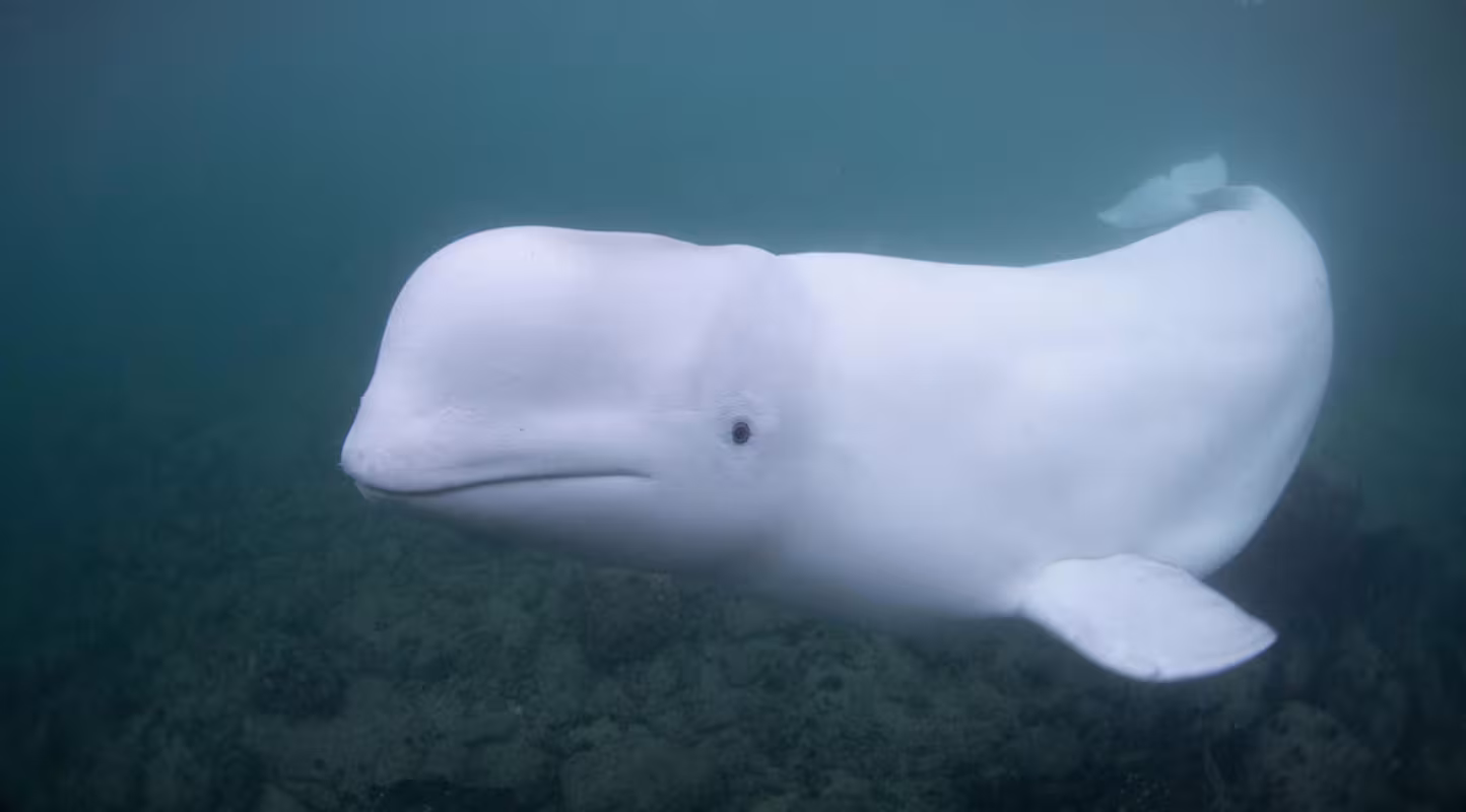 Béluga (Delphinapterus leucas), Norvège
