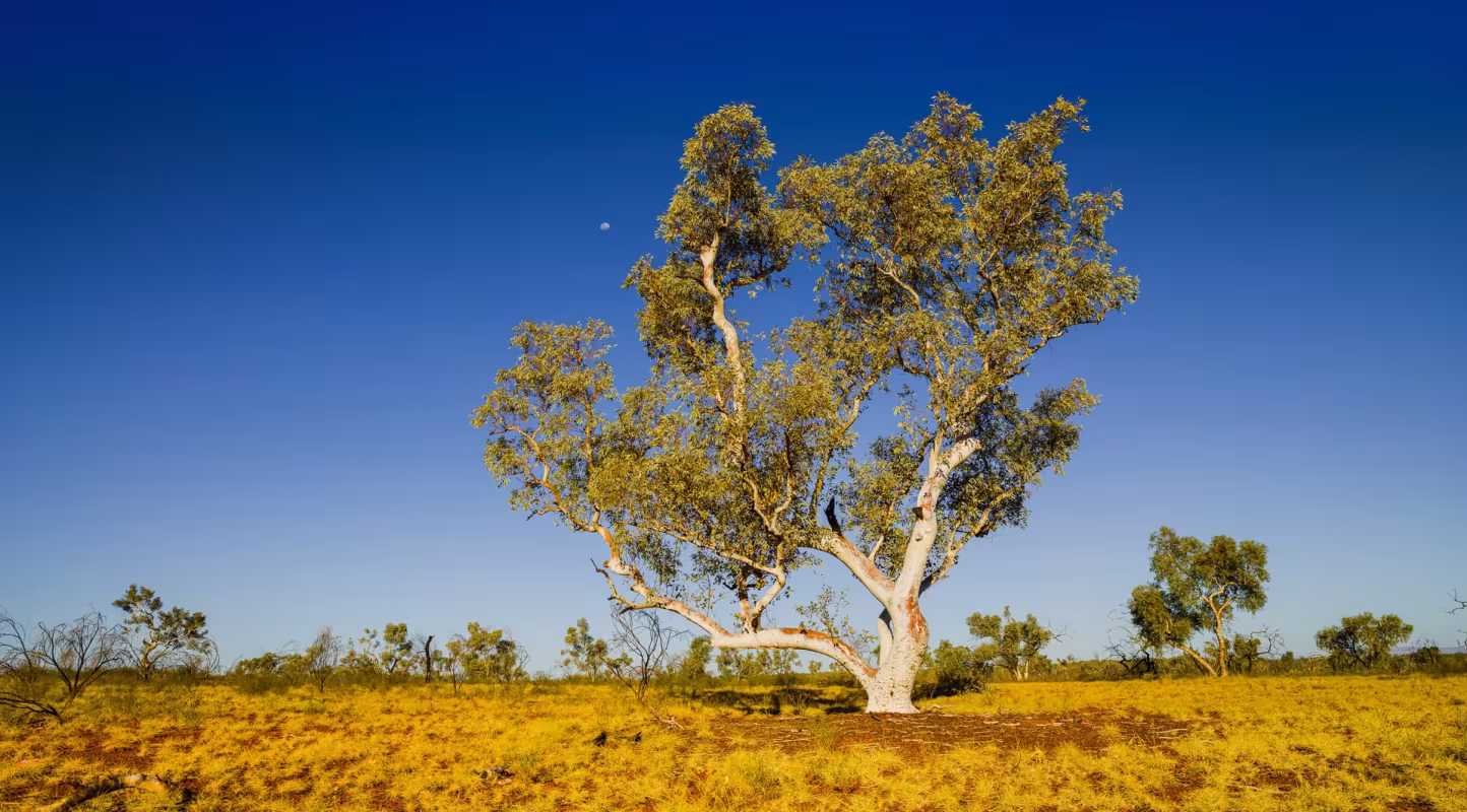Les eucalyptus sont tués par la sécheresse près du lac Eucumbene en Nouvelle-Galles du Sud en Australie
