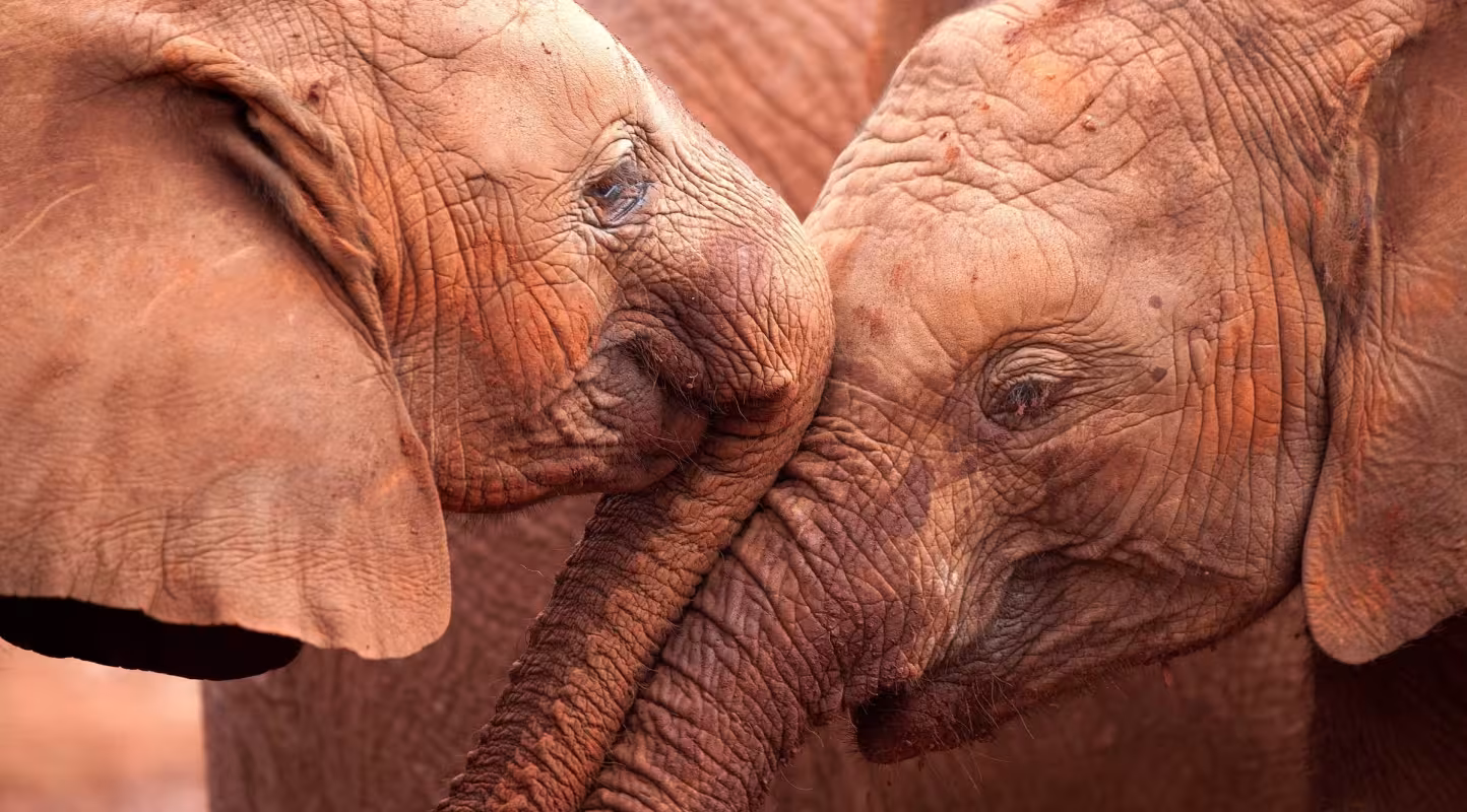 Deux éléphanteaux d'Afrique