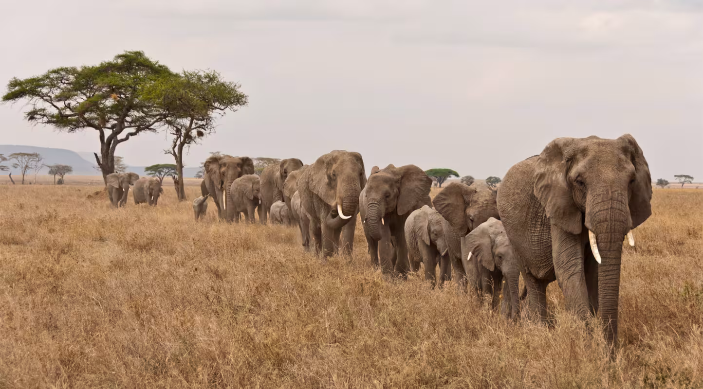 Eléphants qui se suivent dans la savane d'Afrique