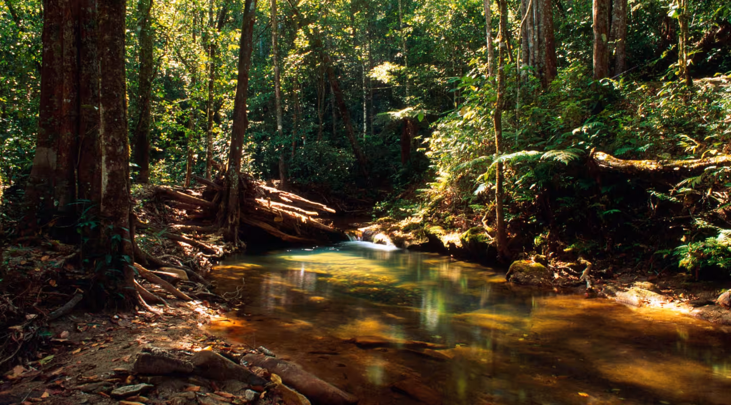 Forêt dans la région de Pirenópolis Goiás (Brésil)