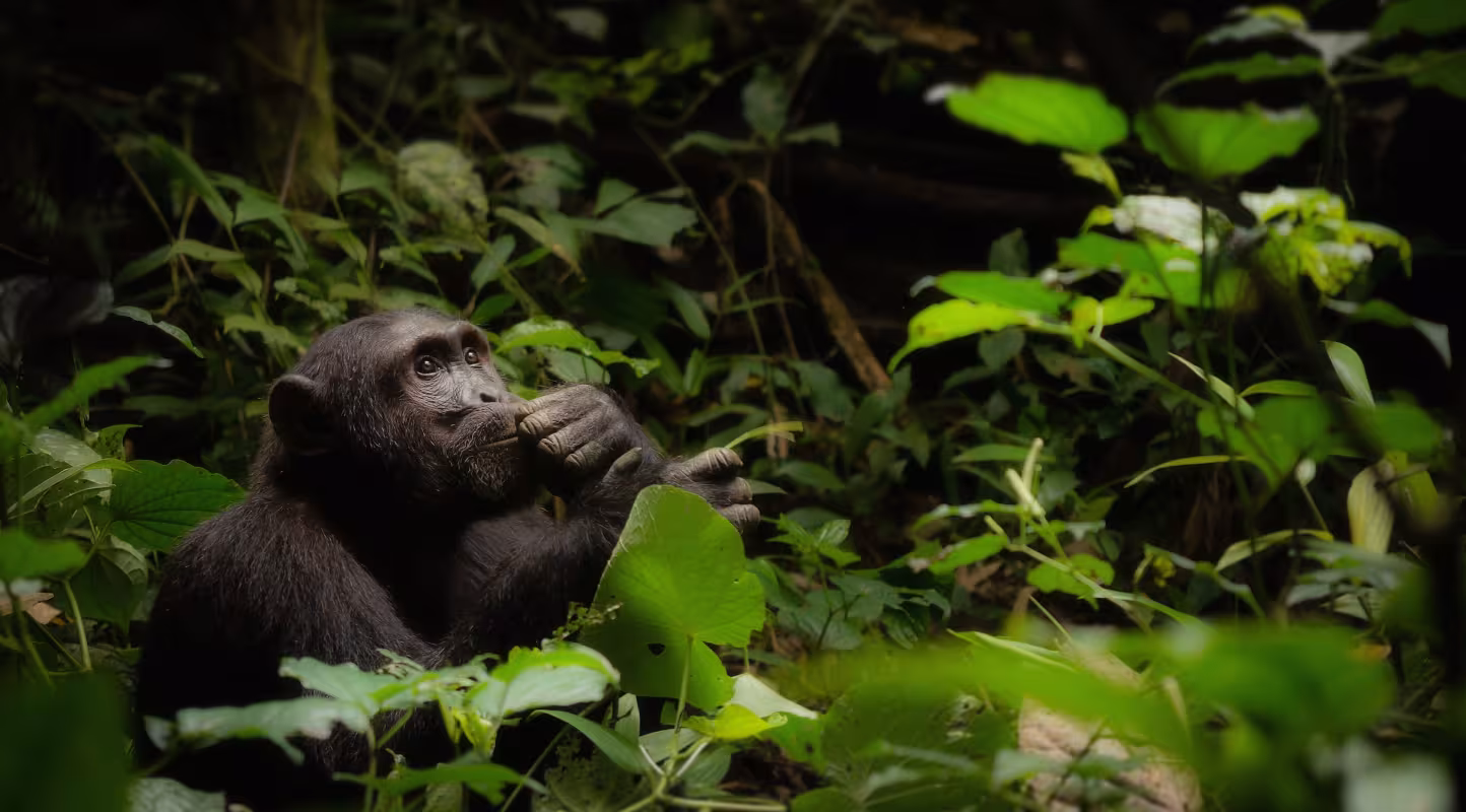 Chimpanzé dans le parc national de Kibale (Ouganda)