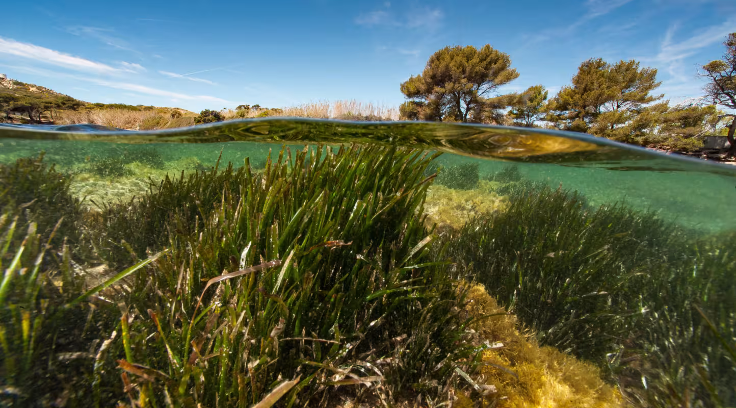 Posidonie luxuriante sous l'eau, herbe marine importante pour l'écosystème marin