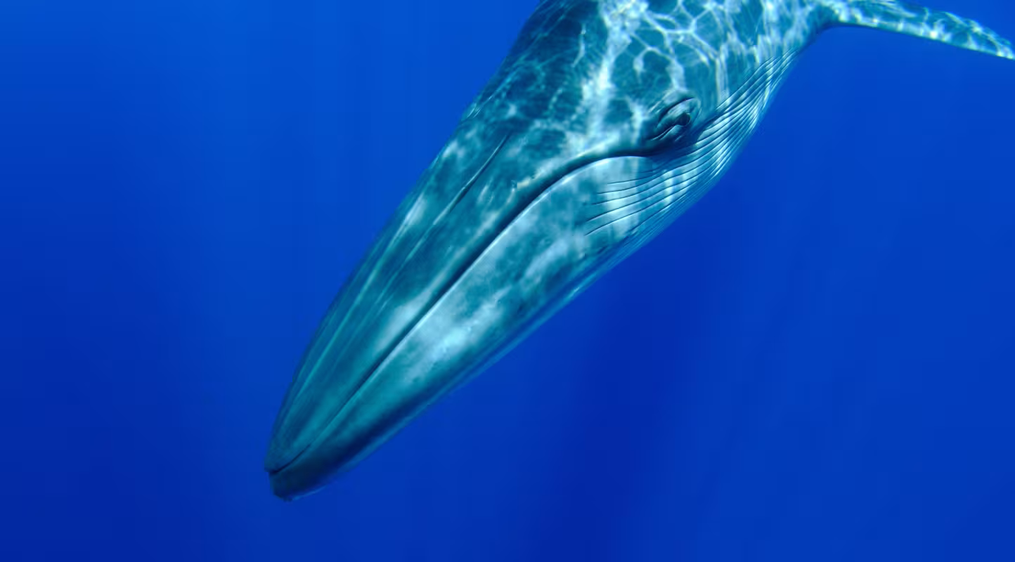 Rorqual commun (Balaenoptera physalus) 