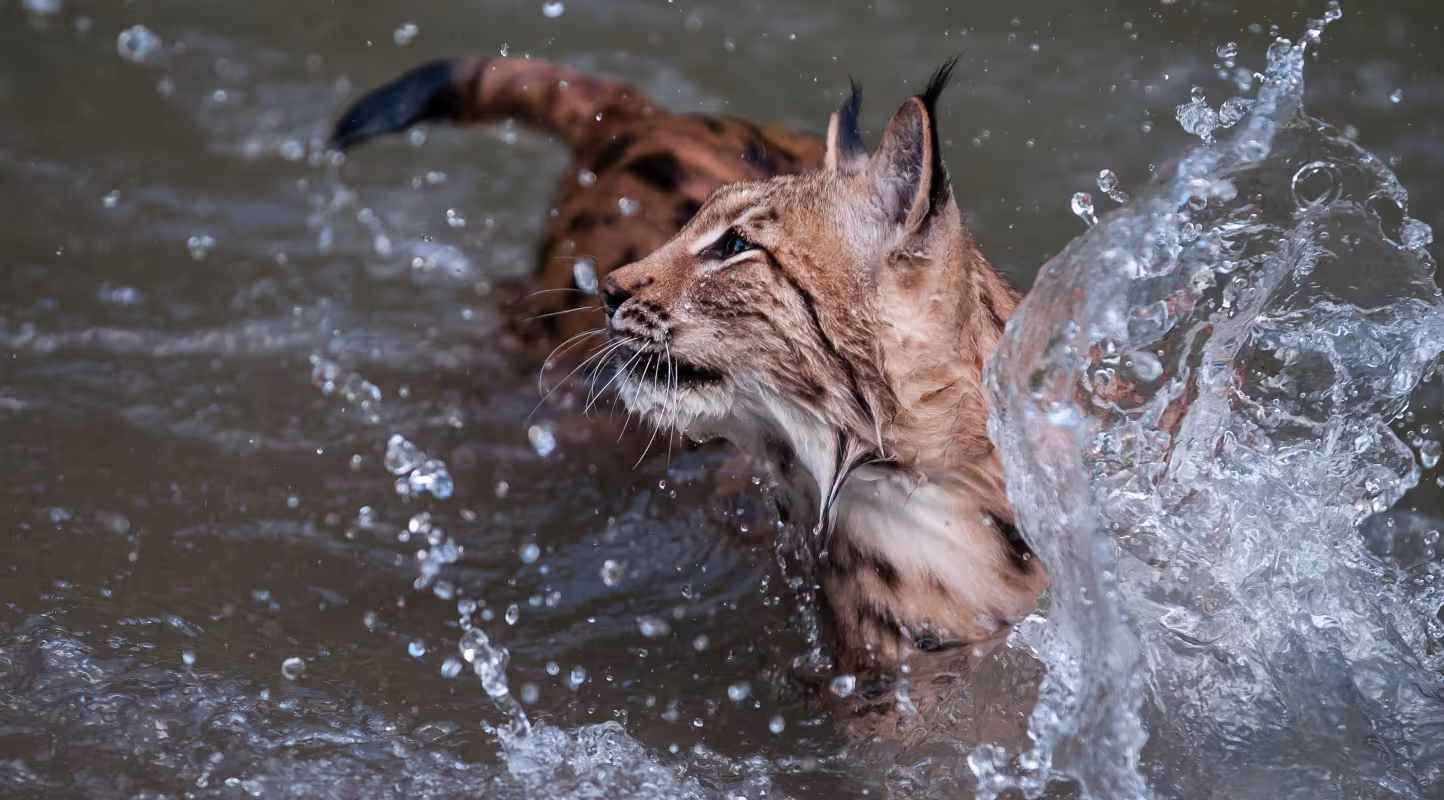 Un lynx (Lynx lynx) dans une rivière